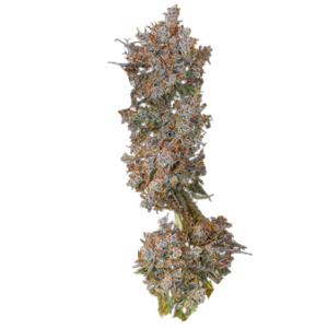 Thug Rose x Apex R1